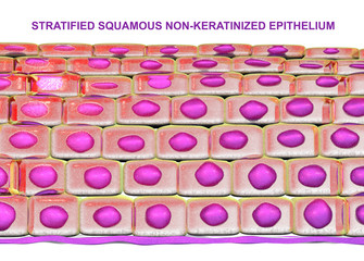 Non-keratinized stratified squamous epithelium