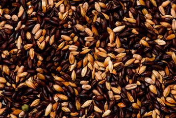 Malted grain closeup. Mixed varieties of malted grain on a gray background. close-up. top view. flat lay
