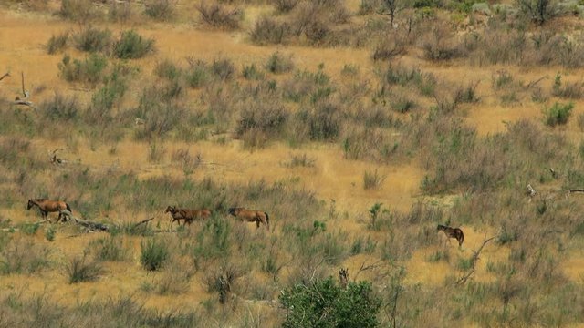 Aerial American Wild horses Rangeland BLM Land USA