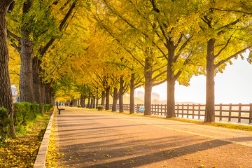 Naklejka premium Yellow trees in Korea and warm sunshine in the morning.