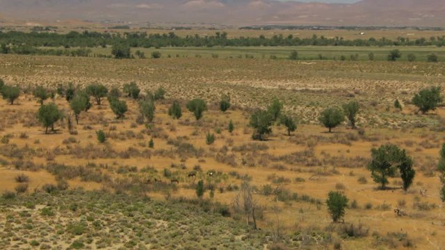 Aerial American Wild horses Rangeland BLM Land USA