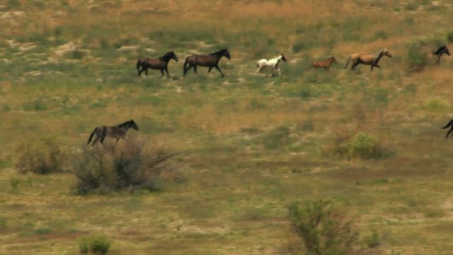 Aerial American Wild horses Rangeland BLM Land USA