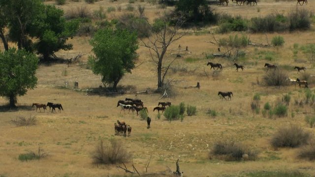 Aerial American Wild horses Rangeland BLM Land USA
