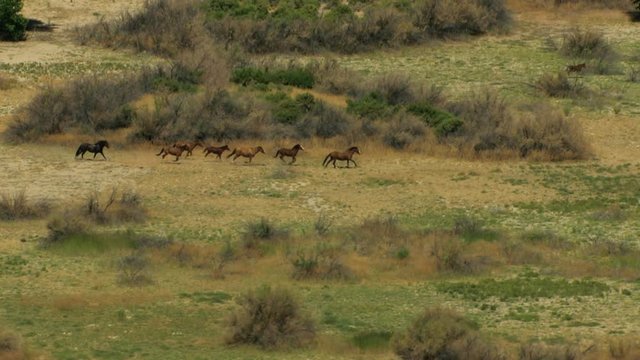 Aerial American Wild horses Rangeland BLM Land USA