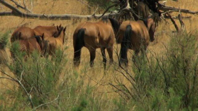 Aerial American Wild horses Rangeland BLM Land USA