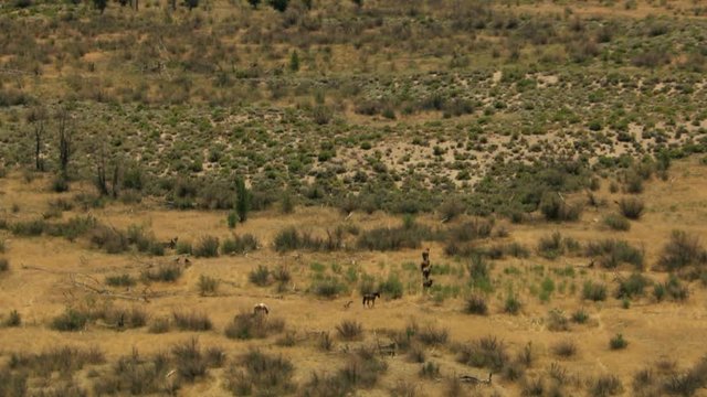 Aerial American Wild horses Rangeland BLM Land USA