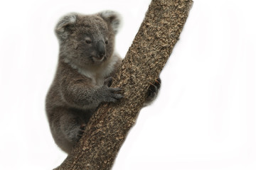 Fototapeta premium Koala bear on white background.