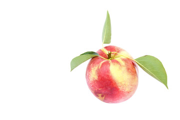 one whole organic Nectarine fruit with leaves isolated on white background