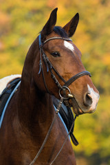 Fototapeta premium Reitpferd mit Sattel und Trense