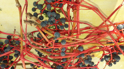 Red Branches With Fruits