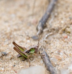 Roesels Beißschrecke (Metrioptera roeselii), männliche Larve, sitzt auf Sandboden,  Lüneburger Heide, Niedersachsen, Deutschland, Europa 