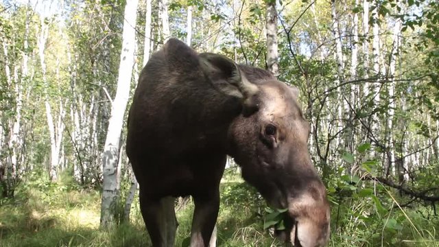 female moose eats