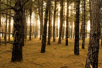  Pine forest