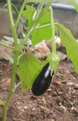 Ripe eggplant in the field.