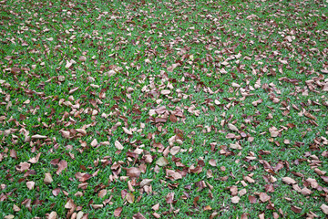 Dry leaf on the grass.