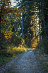 Waldweg im Herbst