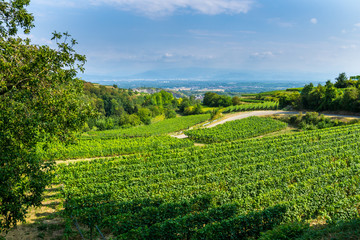 Fototapeta na wymiar Germany, Intense green vineyard landscape of Kaiserstuhl near Oberbergen
