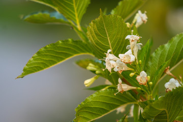 Blumen, aufblühen, Planzen am Gehweg im Park, Natur, grün