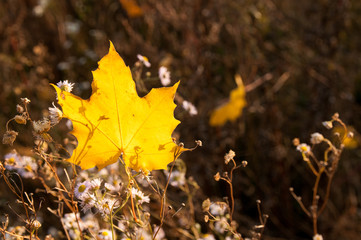 Fallen maple leaf on daisies