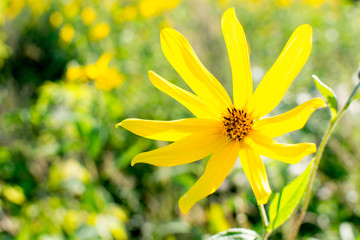 Jerusalem artichoke flower