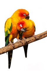 Parrot family on white background.