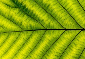 perfect green leaf patterns - closeup
