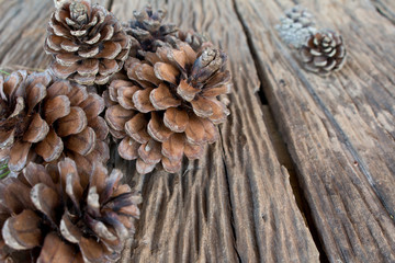 pine cone