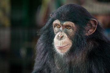  Chimpanzee cute.
