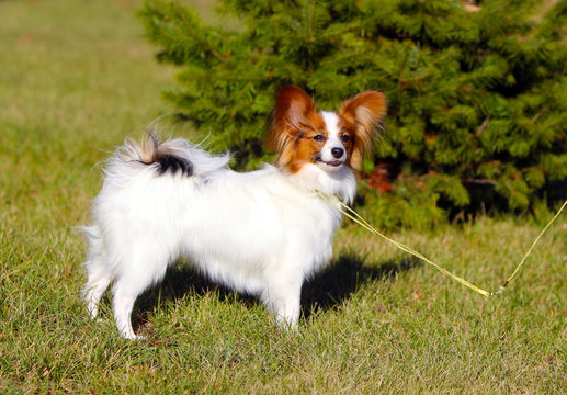 The Papillon stands on the street in front of a green spruce. Beautiful, white dog posing on the grass. Cute, funny puppy walks in the Park in autumn. The Continental Toy Spaniel. Horizontal image.