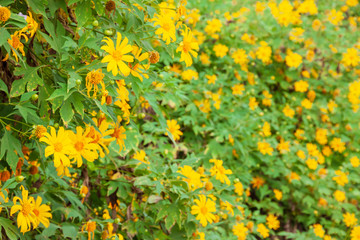 Mexican sunflower blooming