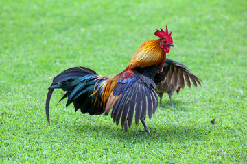 Rooster Spread wings.