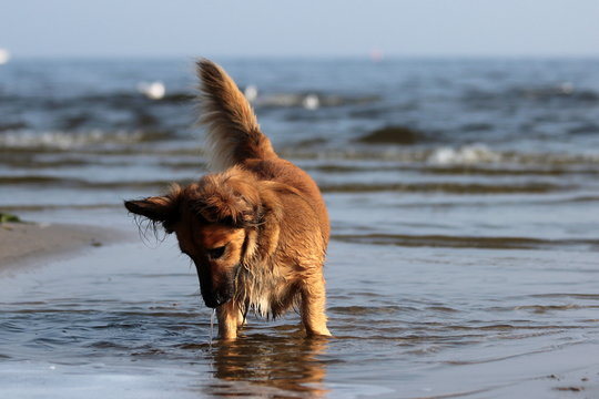 kleiner brauner Hund im Wasser