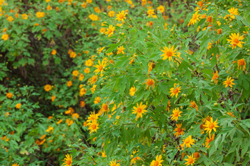 Mexican sunflower blooming