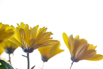 bright crisp yellow daisy flowers 