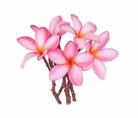 Frangipani flower with drops of water isolated on white background