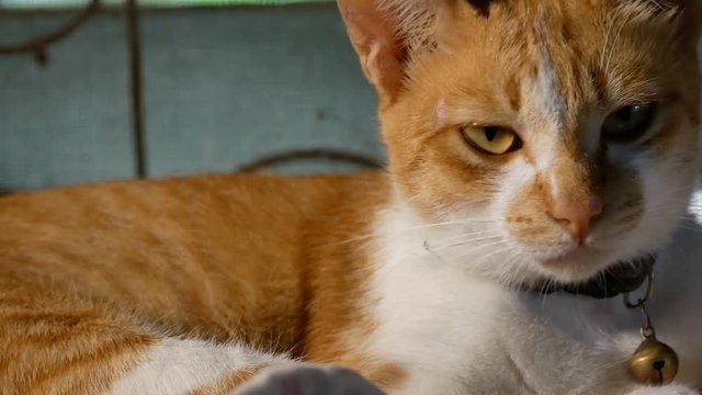 Yellow Thai cat lying on table. Close up footage of Thai cat.