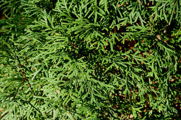 Textured green foliage of Tui Columna western (lat. Tui occidentalis ‘Kolomna). Just perfect for a natural design. Green glittering scaly foliage as the perfect backdrop for any natural design.