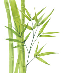 bambou vert aquarelle