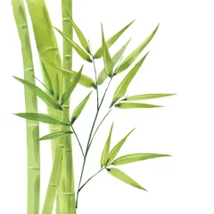Fotobehang Bamboe watercolor green bamboo