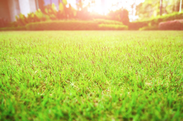 Fototapeta na wymiar The morning sun shines on the green lawn, The backyard for the background, The meadow grass. Blur background
