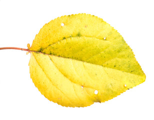 yellowed apricot leaf. on a white background