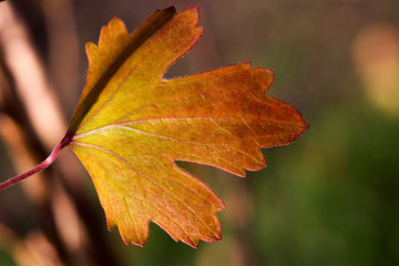 Colorful autumn leaves