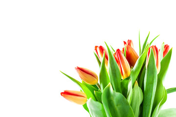 Naklejka premium Bouquet of tulips