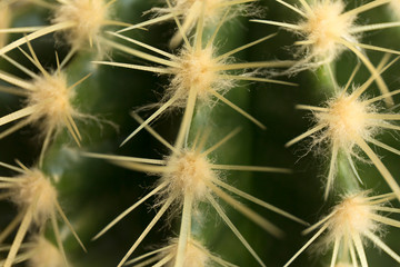 Close up of cactus long thorns texture.