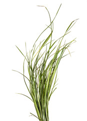 bunch of green grass. on a white background