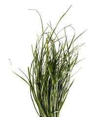 bunch of green grass. on a white background