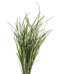 bunch of green grass. on a white background