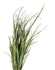 bunch of green grass. on a white background