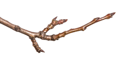 dry pear tree branch with buds. on a white background