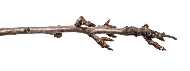 dry pear tree branch with buds. on a white background